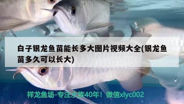 白子銀龍魚苗能長多大圖片視頻大全(銀龍魚苗多久可以長大)