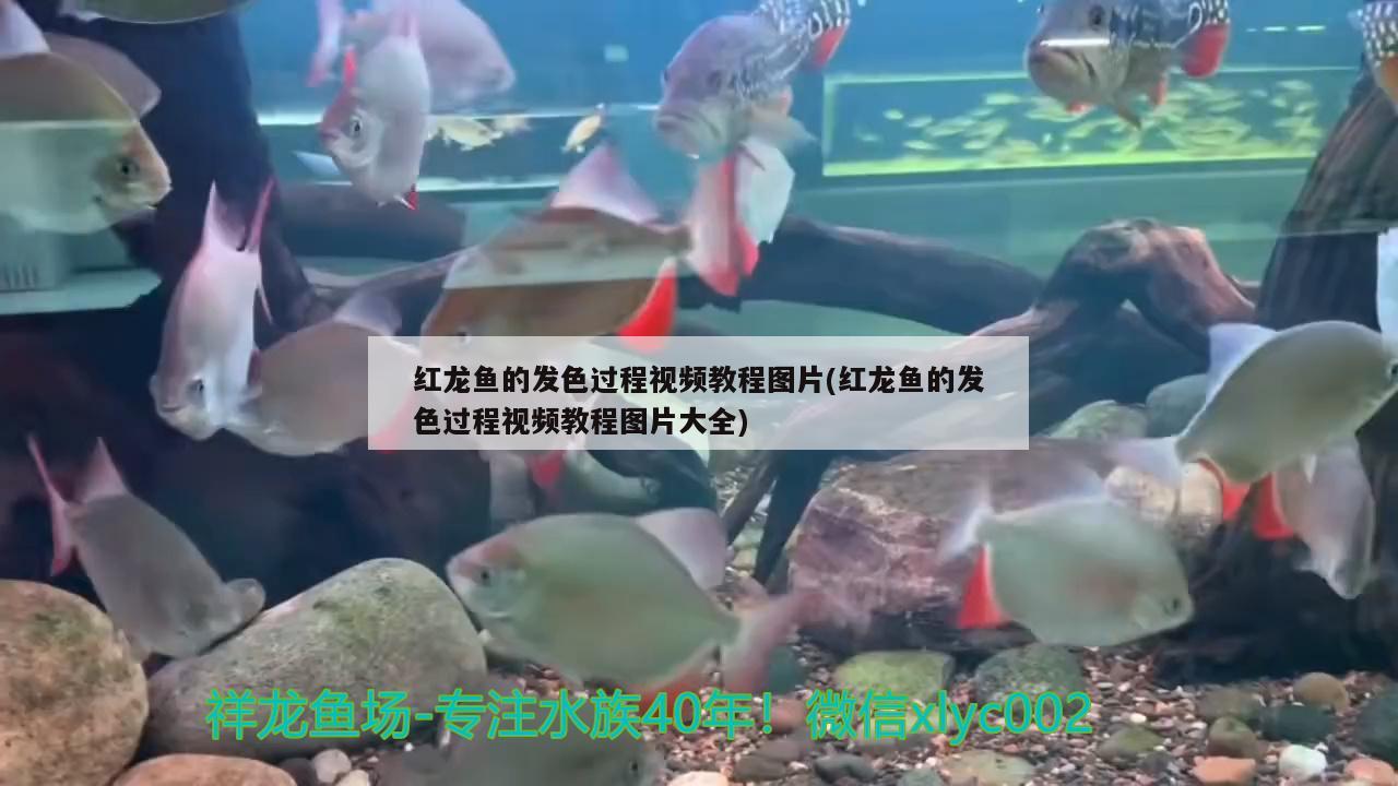 紅龍魚(yú)的發(fā)色過(guò)程視頻教程圖片(紅龍魚(yú)的發(fā)色過(guò)程視頻教程圖片大全) 雙線側(cè)魚(yú)