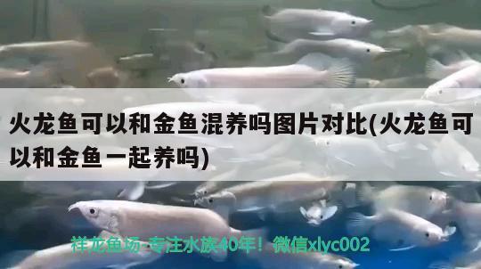 火龍魚可以和金魚混養(yǎng)嗎圖片對比(火龍魚可以和金魚一起養(yǎng)嗎)