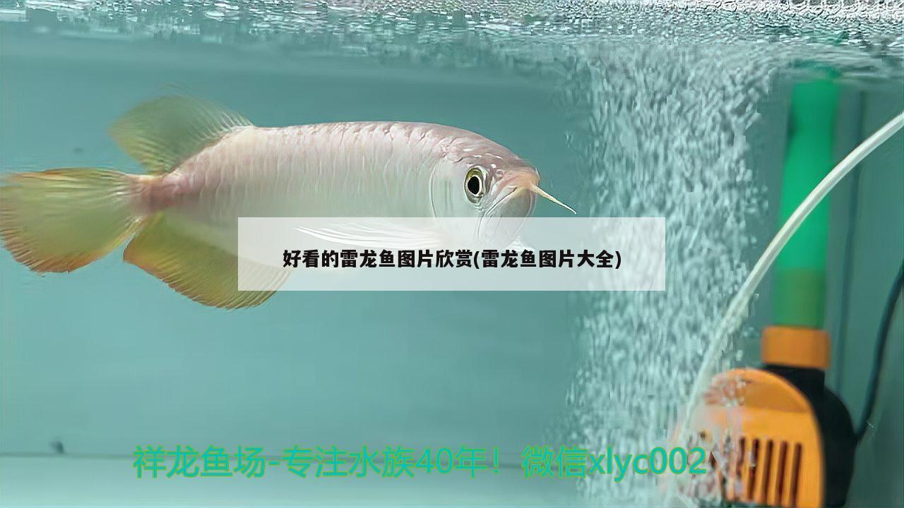 好看的雷龍魚圖片欣賞(雷龍魚圖片大全) 元寶鳳凰魚