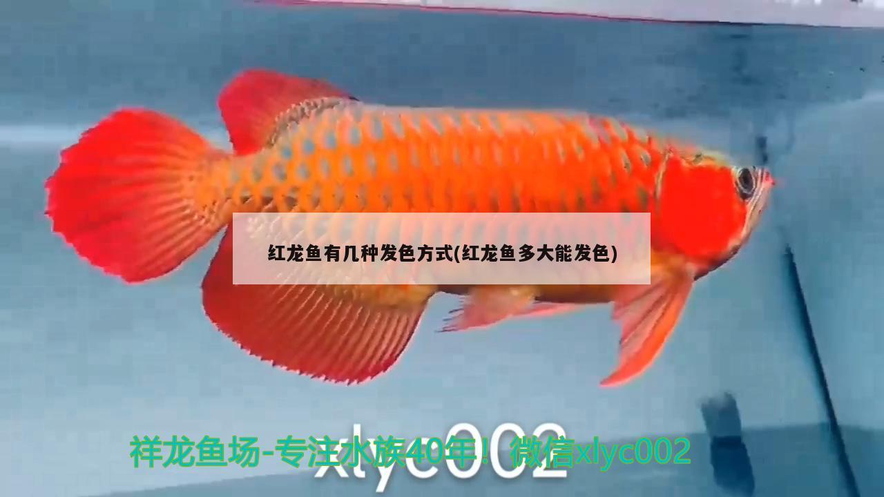 紅龍魚(yú)有幾種發(fā)色方式(紅龍魚(yú)多大能發(fā)色) 照明器材