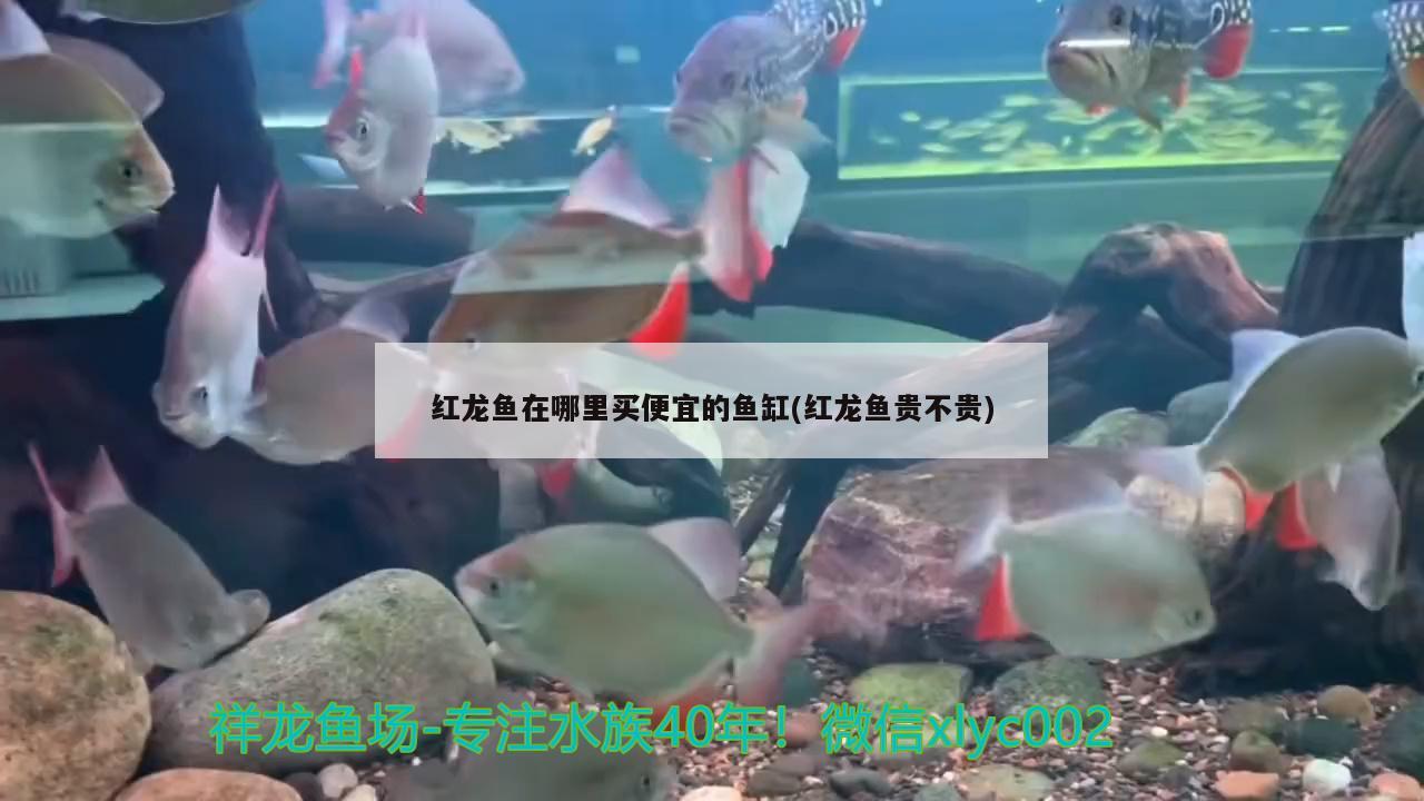 紅龍魚在哪里買便宜的魚缸(紅龍魚貴不貴)