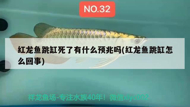 紅龍魚跳缸死了有什么預(yù)兆嗎(紅龍魚跳缸怎么回事) 斯維尼關(guān)刀魚