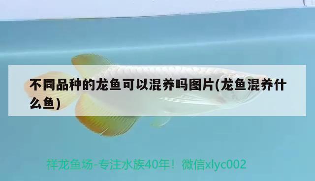 24k金龍魚價格（24k金金龍魚） 稀有金龍魚 第3張