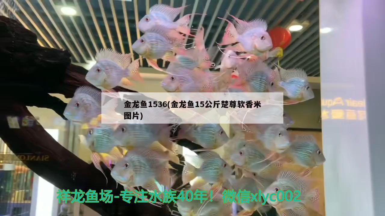 金龍魚1536(金龍魚15公斤楚尊軟香米圖片) 黃金鴨嘴魚