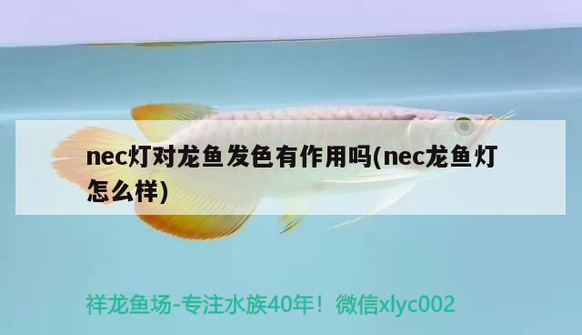 nec燈對龍魚發(fā)色有作用嗎(nec龍魚燈怎么樣)