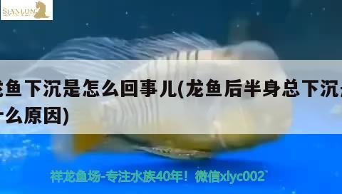 龍魚下沉是怎么回事兒(龍魚后半身總下沉是什么原因) 白子關(guān)刀魚