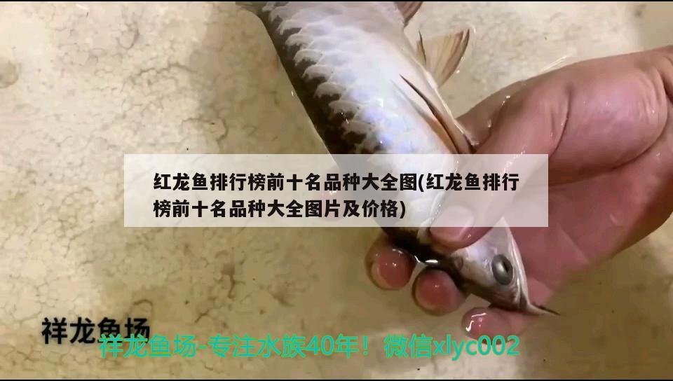 紅龍魚排行榜前十名品種大全圖(紅龍魚排行榜前十名品種大全圖片及價格) 龍魚批發(fā)