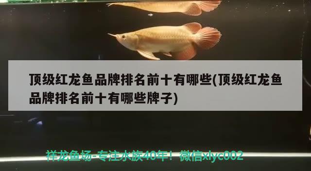 頂級紅龍魚品牌排名前十有哪些(頂級紅龍魚品牌排名前十有哪些牌子) 雪龍魚