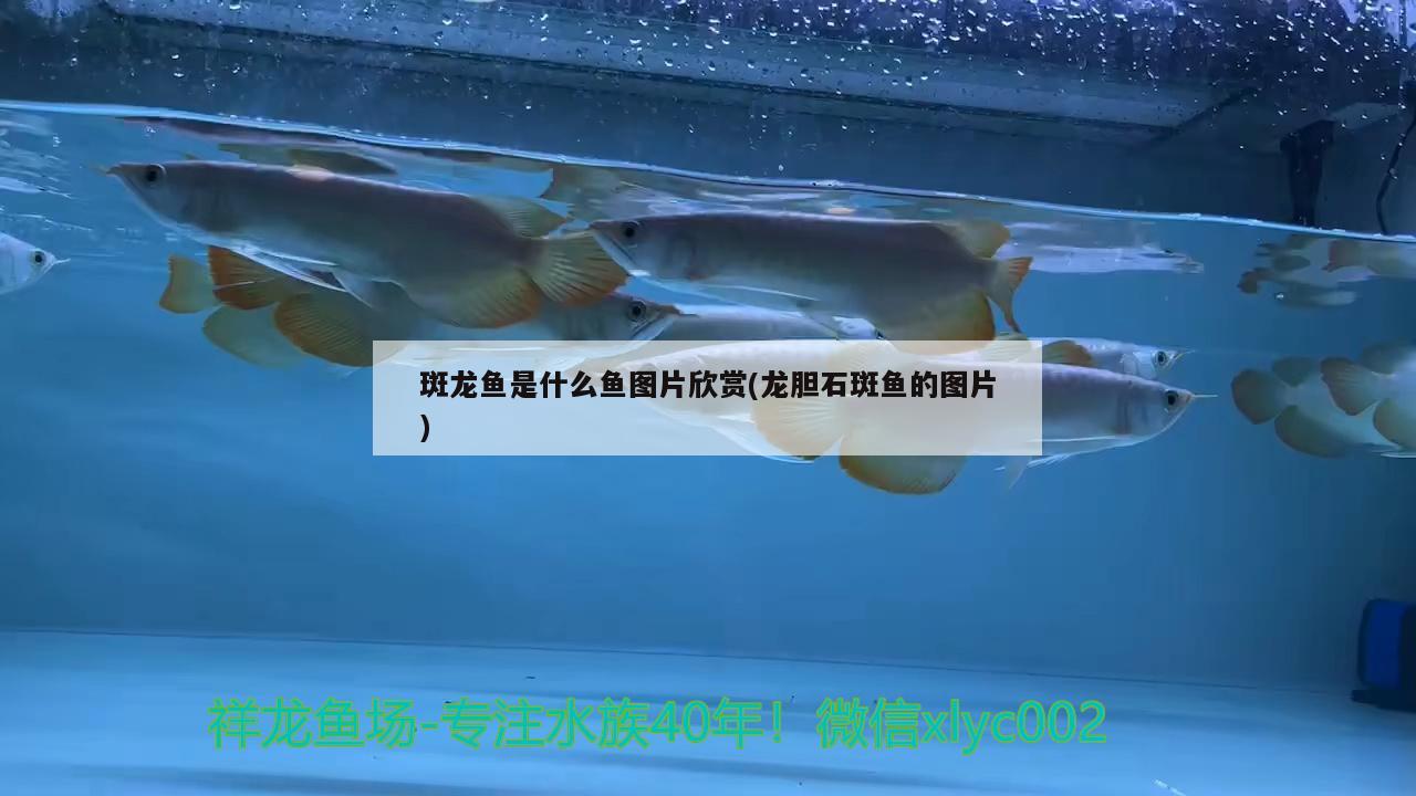 斑龍魚是什么魚圖片欣賞(龍膽石斑魚的圖片)