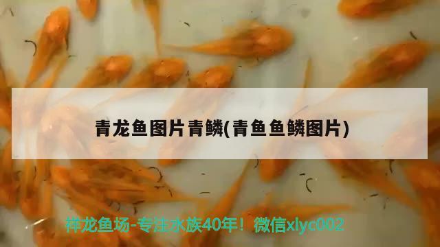 青龍魚圖片青鱗(青魚魚鱗圖片) 青龍魚