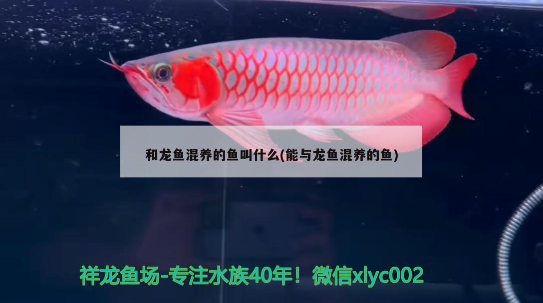 和龍魚混養(yǎng)的魚叫什么(能與龍魚混養(yǎng)的魚)