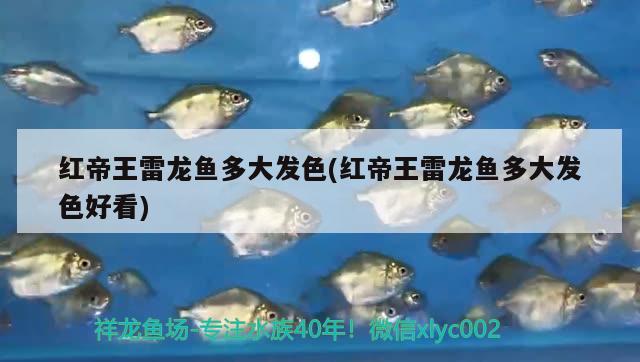 紅帝王雷龍魚多大發(fā)色(紅帝王雷龍魚多大發(fā)色好看)