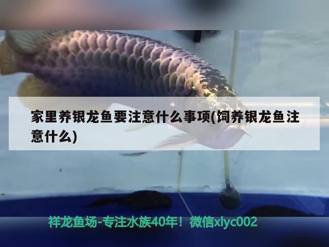 家里養(yǎng)銀龍魚要注意什么事項(飼養(yǎng)銀龍魚注意什么) 銀龍魚百科