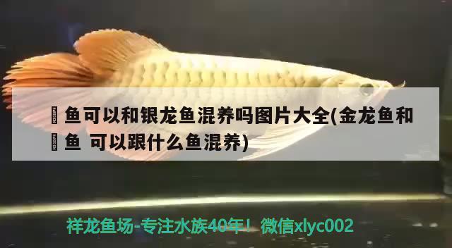 魟魚可以和銀龍魚混養(yǎng)嗎圖片大全(金龍魚和魟魚可以跟什么魚混養(yǎng)) 銀龍魚