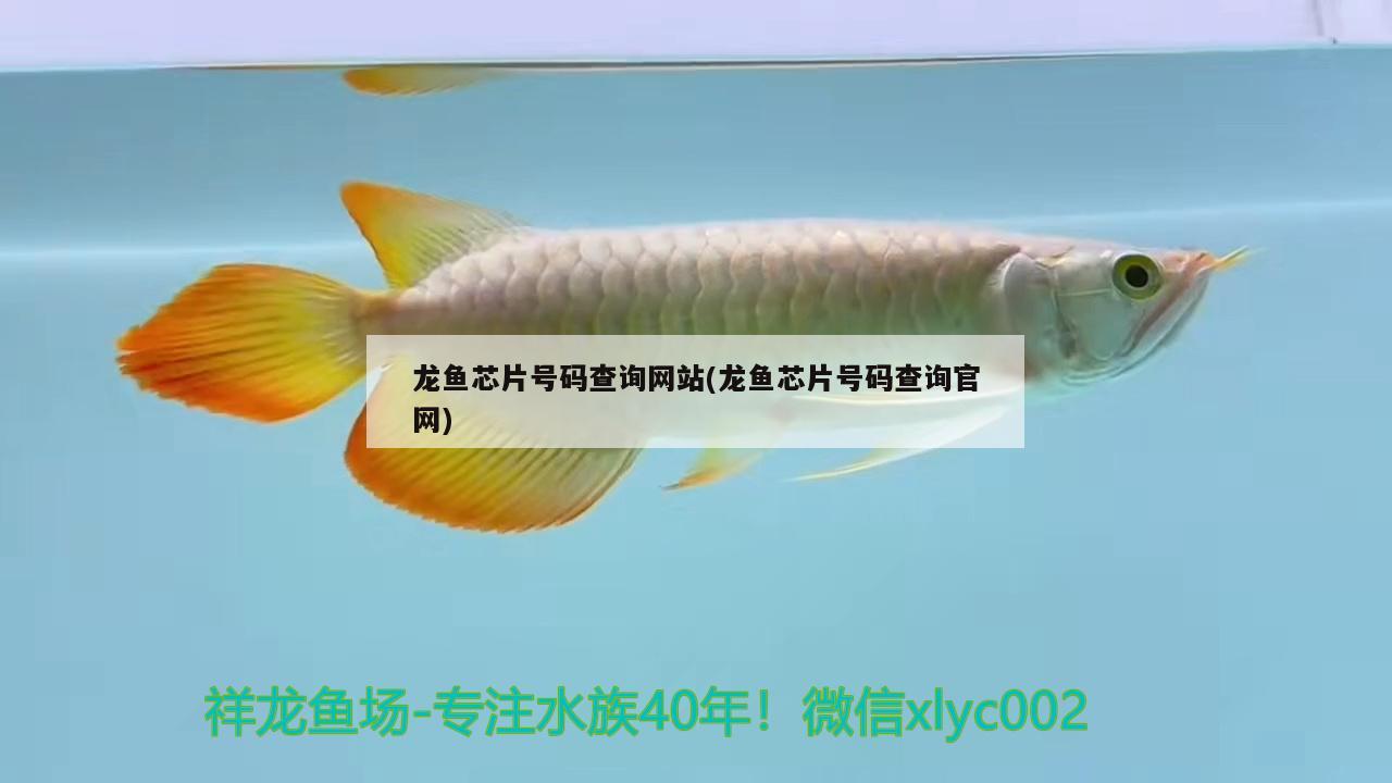 龍魚芯片號(hào)碼查詢網(wǎng)站(龍魚芯片號(hào)碼查詢官網(wǎng)) 暹羅巨鯉