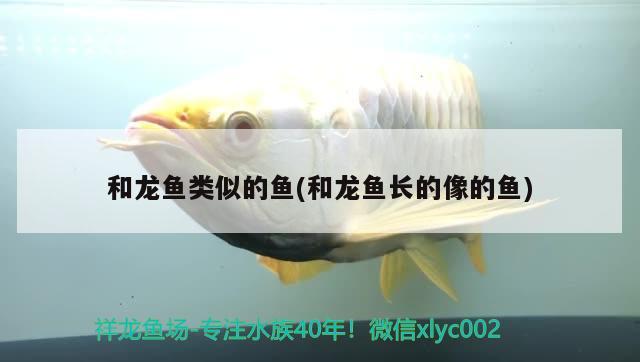 和龍魚類似的魚(和龍魚長的像的魚) 大嘴鯨魚