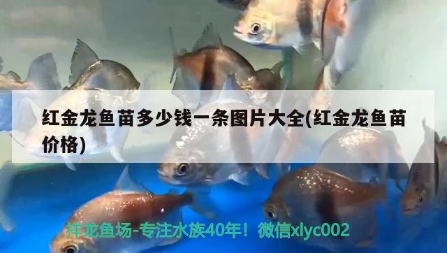 紅金龍魚苗多少錢一條圖片大全(紅金龍魚苗價格)