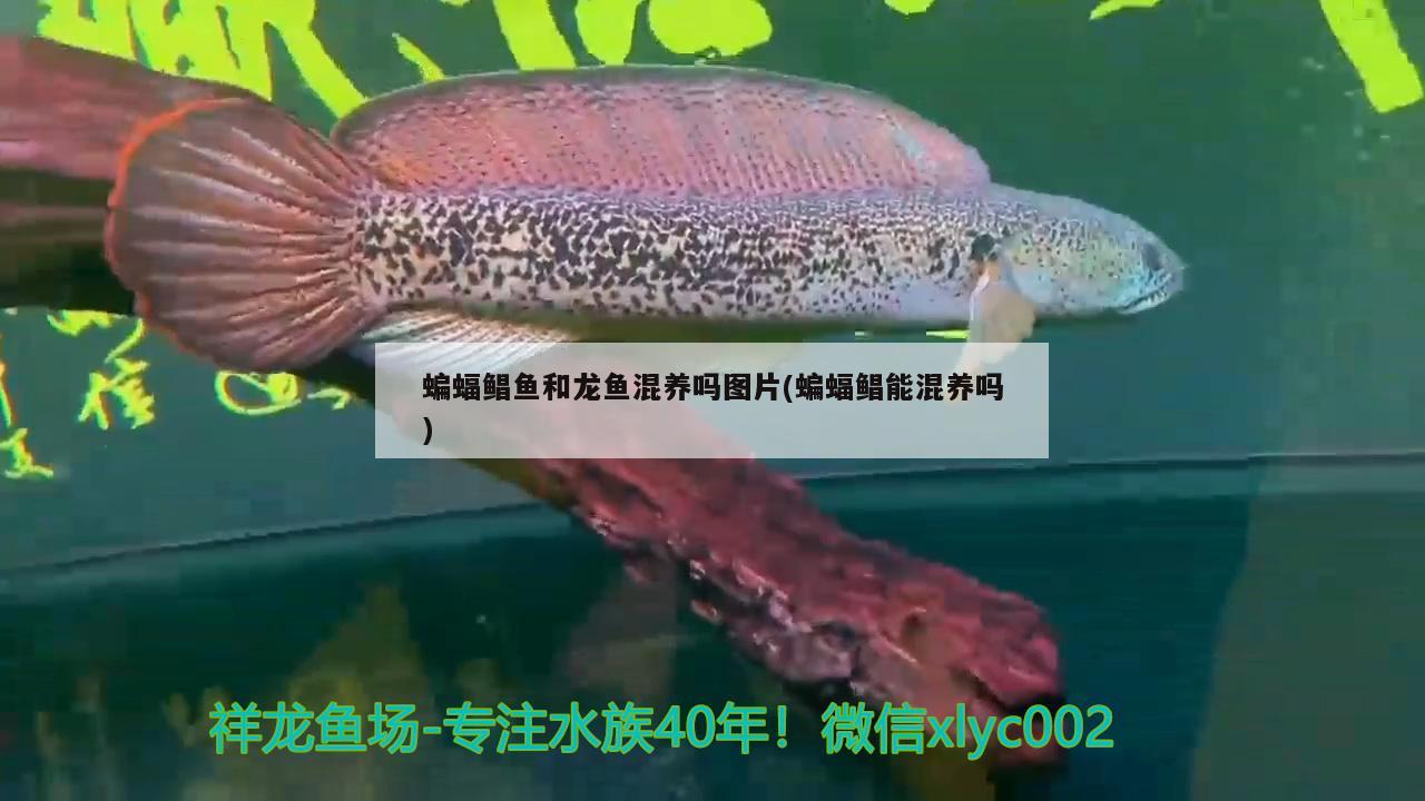 蝙蝠鯧魚和龍魚混養(yǎng)嗎圖片(蝙蝠鯧能混養(yǎng)嗎) 祥龍龍魚專用水族燈