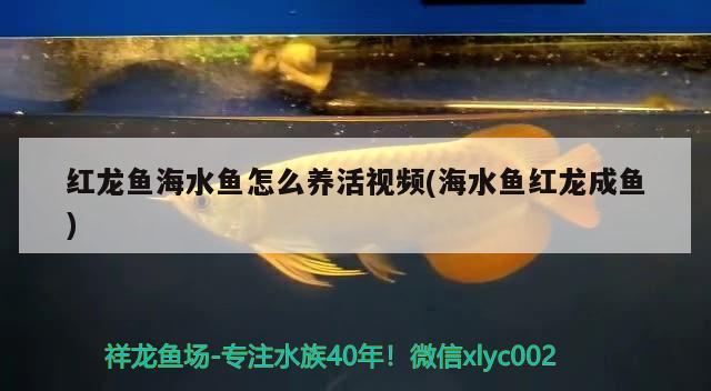 紅龍魚海水魚怎么養(yǎng)活視頻(海水魚紅龍成魚)