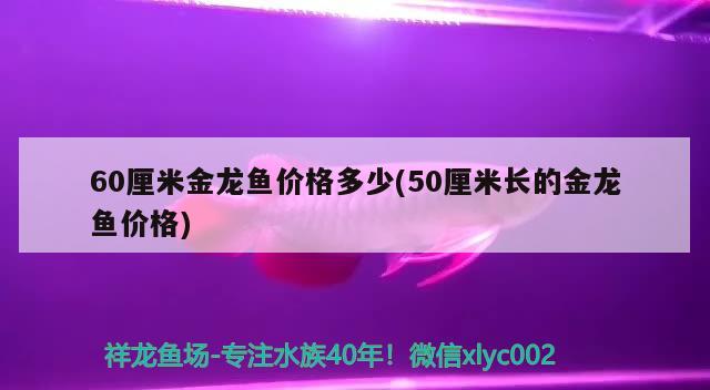 60厘米金龍魚價格多少(50厘米長的金龍魚價格) 魟魚百科