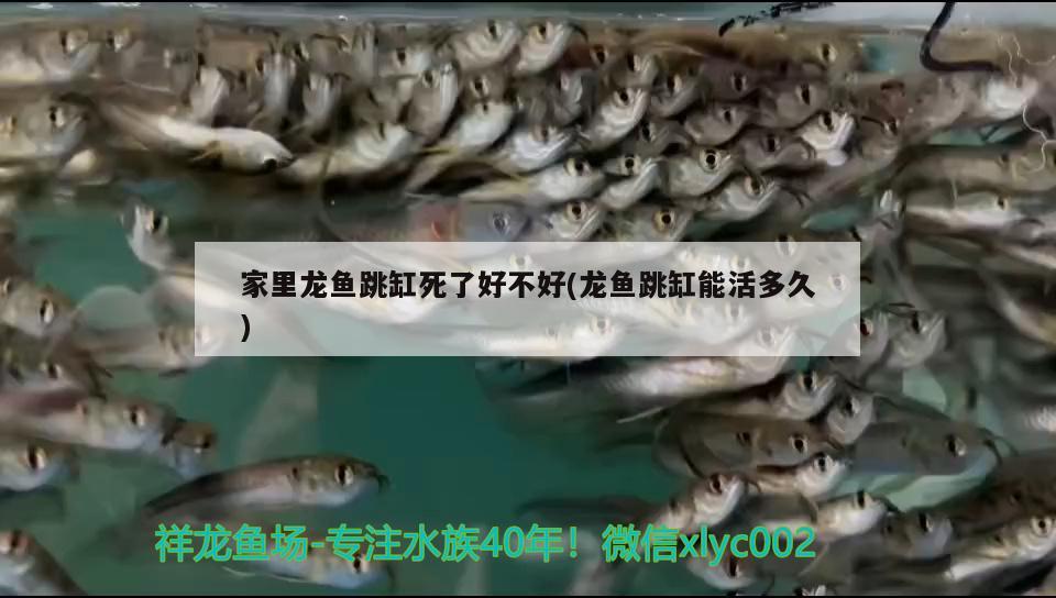 家里龍魚(yú)跳缸死了好不好(龍魚(yú)跳缸能活多久)