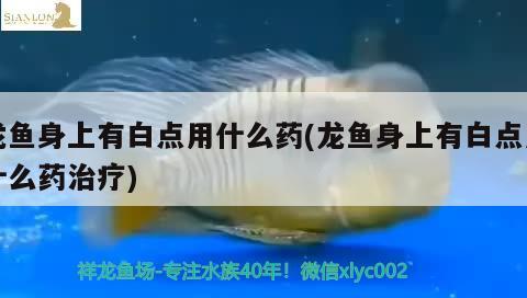 港務(wù)區(qū)魚缸訂做(連云港魚缸定制) 古典過背金龍魚