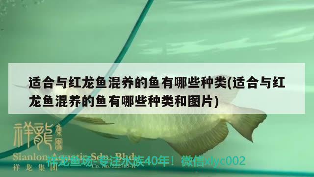 適合與紅龍魚混養(yǎng)的魚有哪些種類(適合與紅龍魚混養(yǎng)的魚有哪些種類和圖片)