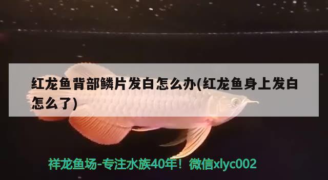 魚缸可以用沙子嗎 魚缸可以用沙子嗎為什么