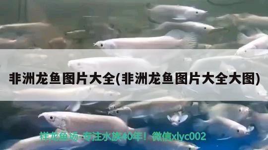 非洲龍魚圖片大全(非洲龍魚圖片大全大圖)