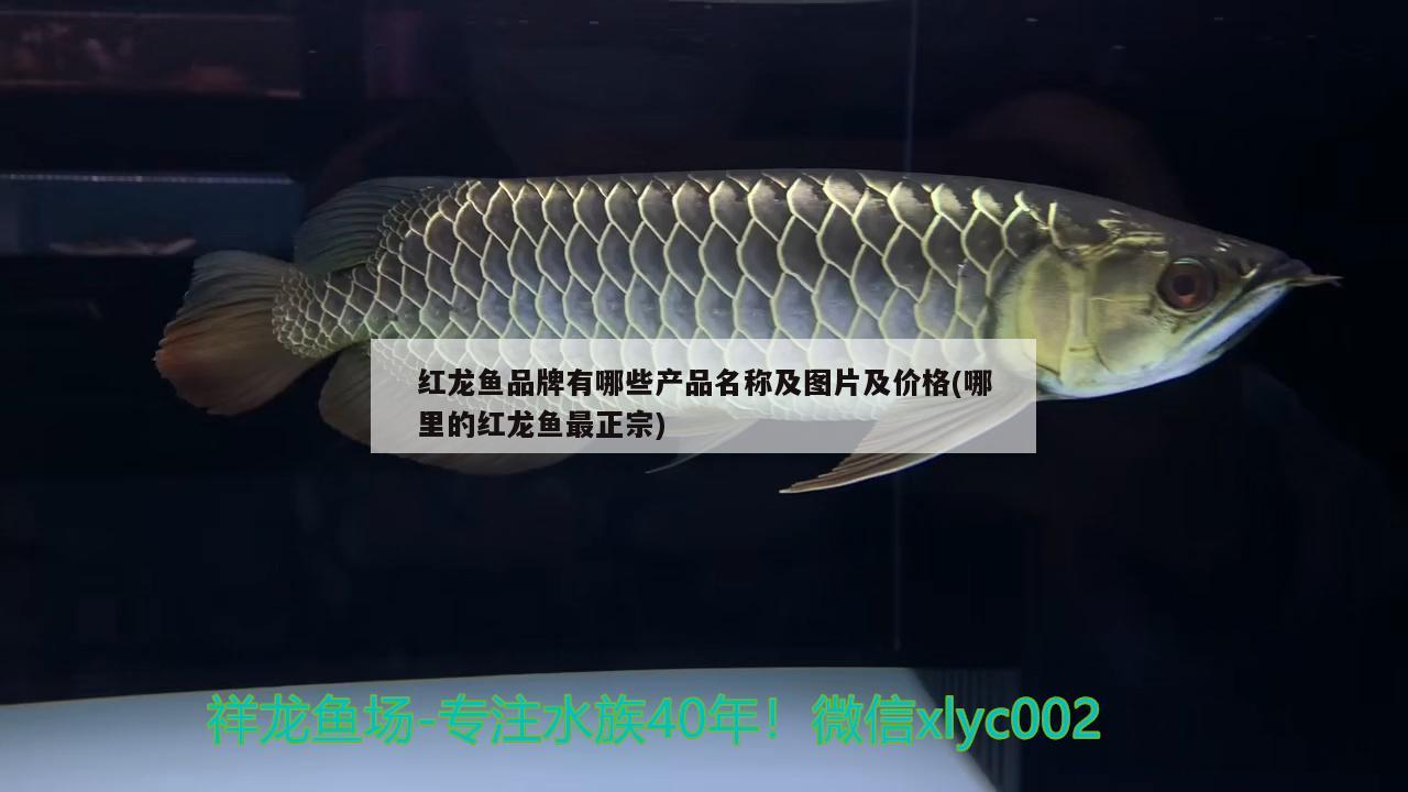 紅龍魚品牌有哪些產(chǎn)品名稱及圖片及價格(哪里的紅龍魚最正宗) 定時器/自控系統(tǒng)