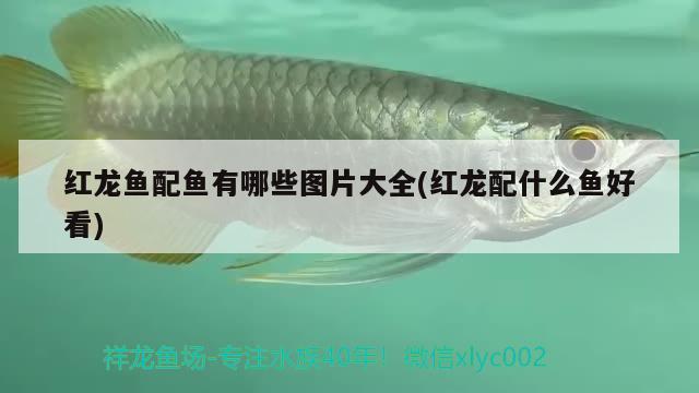 威海魚缸生產(chǎn)廠家電話多少號：威海魚缸批發(fā)市場在哪里 養(yǎng)魚的好處 第3張