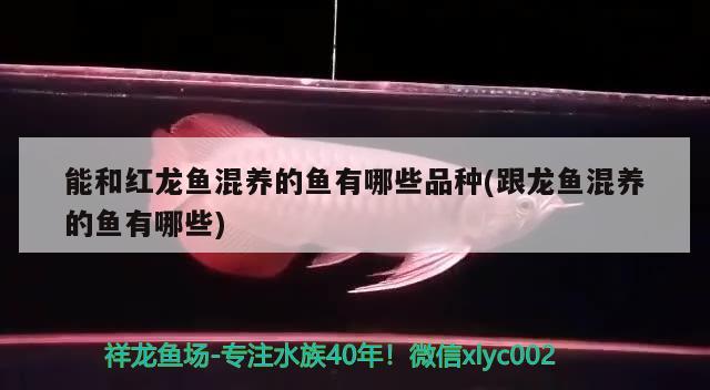 龍魚(yú)配合飼料比例多少合適（龍魚(yú)專用飼料哪個(gè)牌子的好） 觀賞魚(yú)飼料 第2張