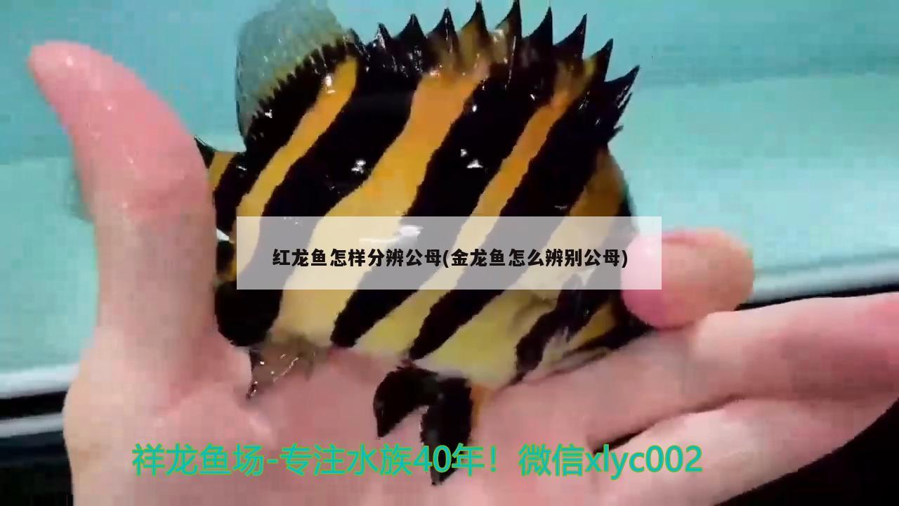 紅龍魚怎樣分辨公母(金龍魚怎么辨別公母) 白子黑帝王魟魚 第2張