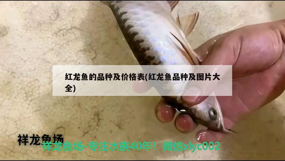 紅龍魚的品種及價(jià)格表(紅龍魚品種及圖片大全) 虎斑恐龍魚