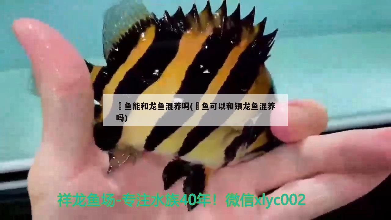 魟魚能和龍魚混養(yǎng)嗎(魟魚可以和銀龍魚混養(yǎng)嗎)