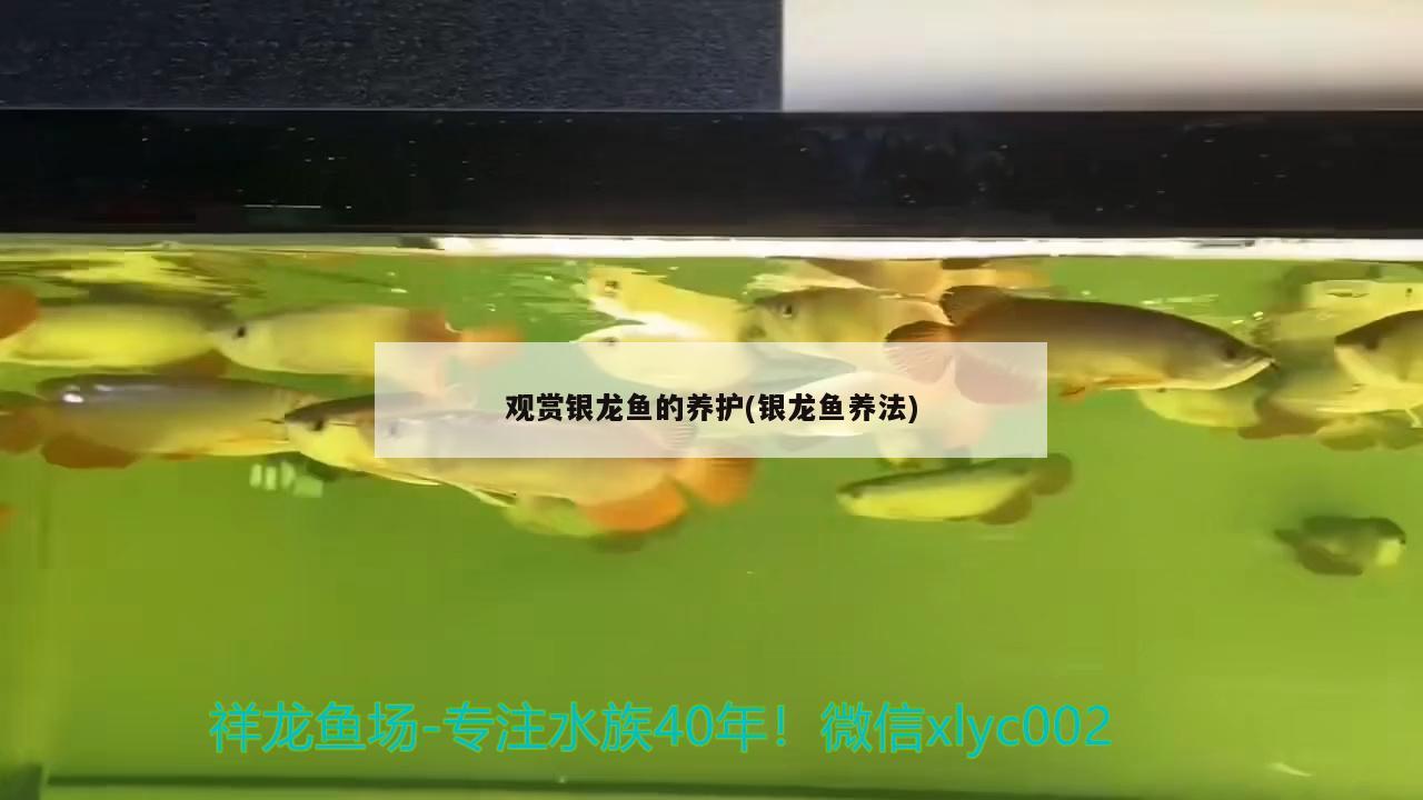 觀賞銀龍魚的養(yǎng)護(hù)(銀龍魚養(yǎng)法) 銀龍魚