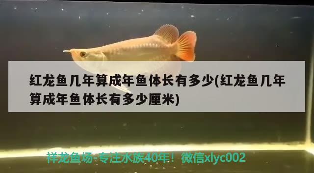 紅龍魚幾年算成年魚體長(zhǎng)有多少(紅龍魚幾年算成年魚體長(zhǎng)有多少厘米) 檸檬鯽