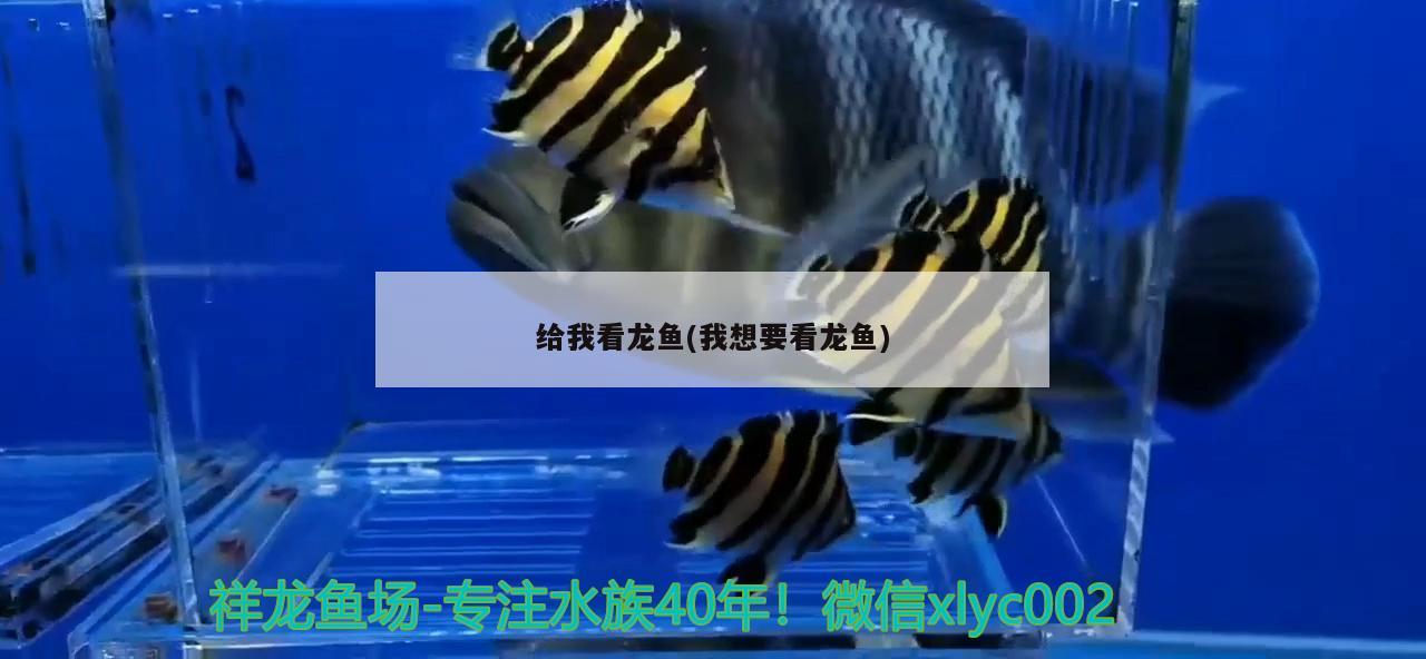 給我看龍魚(yú)(我想要看龍魚(yú))