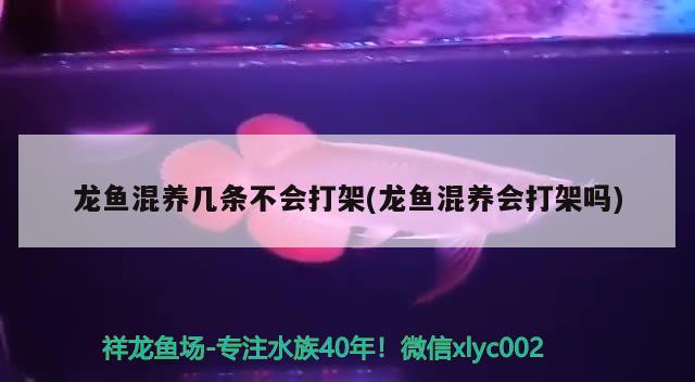 龍魚混養(yǎng)幾條不會打架(龍魚混養(yǎng)會打架嗎)