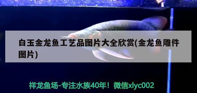 白玉金龍魚工藝品圖片大全欣賞(金龍魚雕件圖片) 恐龍王魚