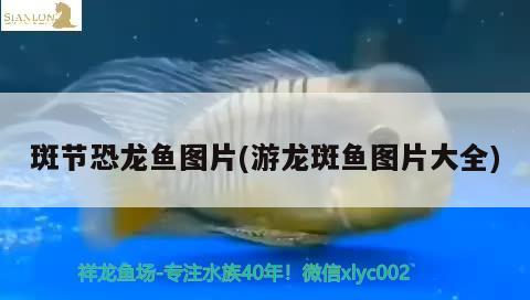 斑節(jié)恐龍魚圖片(游龍斑魚圖片大全) 蘇虎