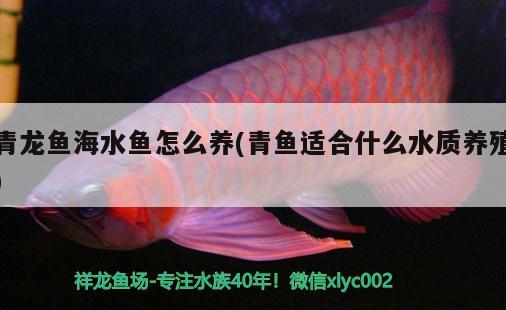 青龍魚(yú)海水魚(yú)怎么養(yǎng)(青魚(yú)適合什么水質(zhì)養(yǎng)殖) 海水魚(yú)