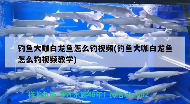 釣魚大咖白龍魚怎么釣視頻(釣魚大咖白龍魚怎么釣視頻教學) 垂釣樂園