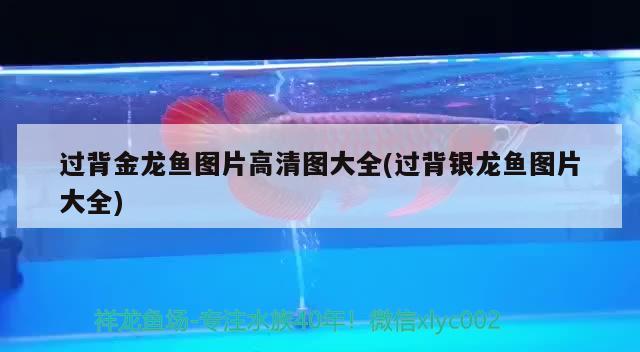 過背金龍魚圖片高清圖大全(過背銀龍魚圖片大全) 過背金龍魚