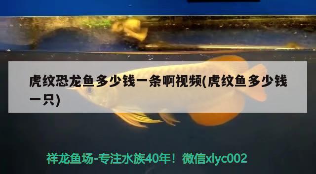 虎紋恐龍魚多少錢一條啊視頻(虎紋魚多少錢一只) 白子黑帝王魟魚 第3張