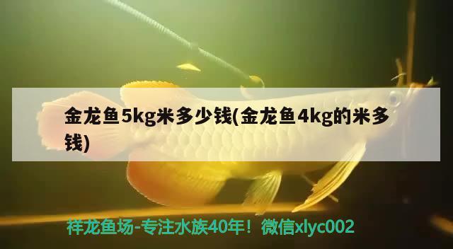 金龍魚5kg米多少錢(金龍魚4kg的米多錢)