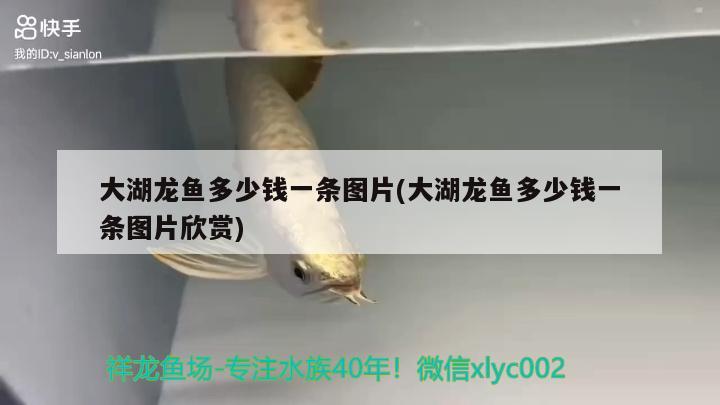 大湖龍魚多少錢一條圖片(大湖龍魚多少錢一條圖片欣賞) 野生埃及神仙魚