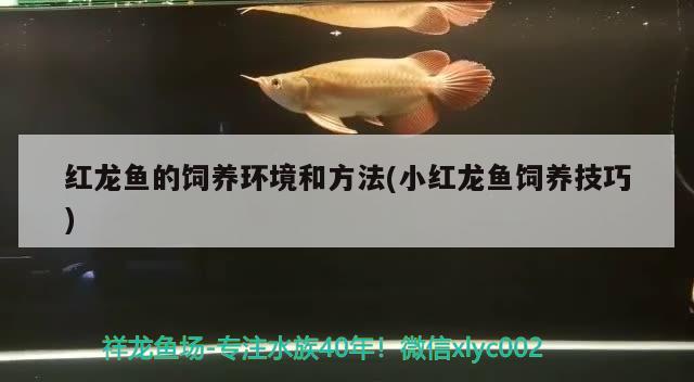 紅龍魚的飼養(yǎng)環(huán)境和方法(小紅龍魚飼養(yǎng)技巧)