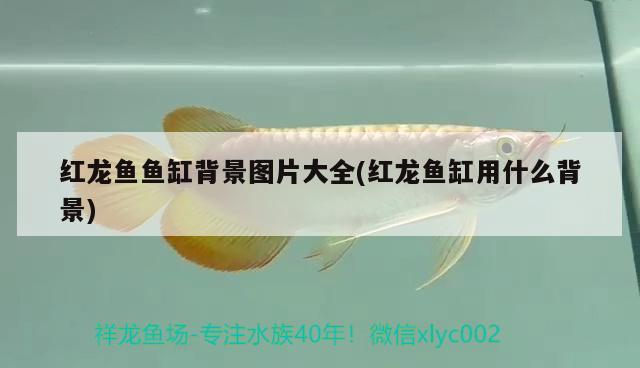 紅龍魚(yú)魚(yú)缸背景圖片大全(紅龍魚(yú)缸用什么背景) 超血紅龍魚(yú)